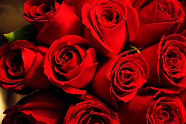 Red Roses stock photo