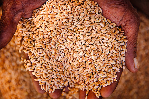 istock Healthy nutritious wheat ready to be processed into food 469274678