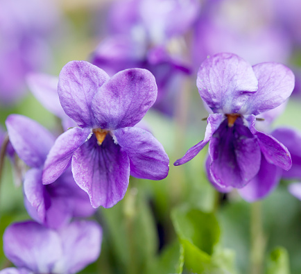 close up macro single beatiful blooming violet flower ,Viola odorata or wood violet, sweet violet with green leaves, selective focus.