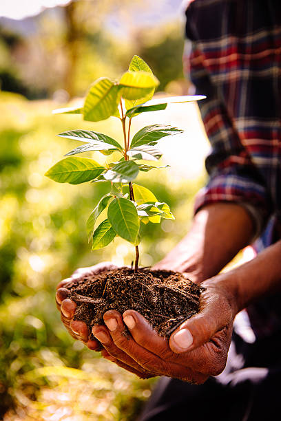 istock Hands carrying a sapling and fresh new earth 469275252