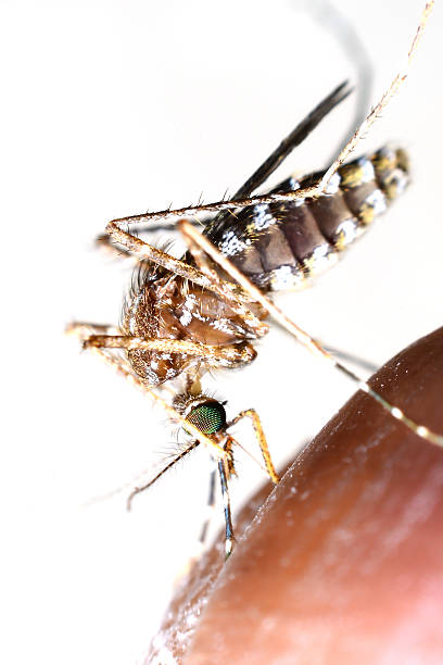 istock mosquito drinks blood out of man 469275534