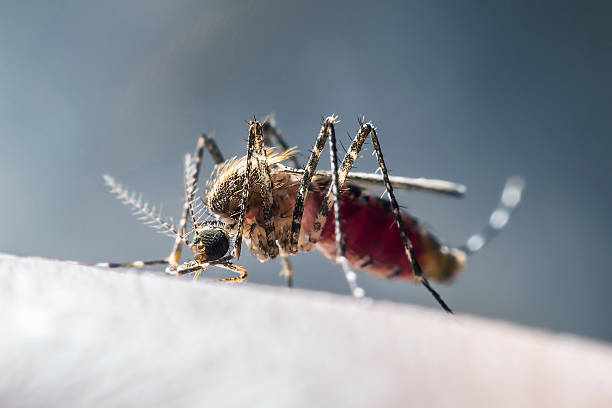 istock mosquito drinks blood out of man 469275538