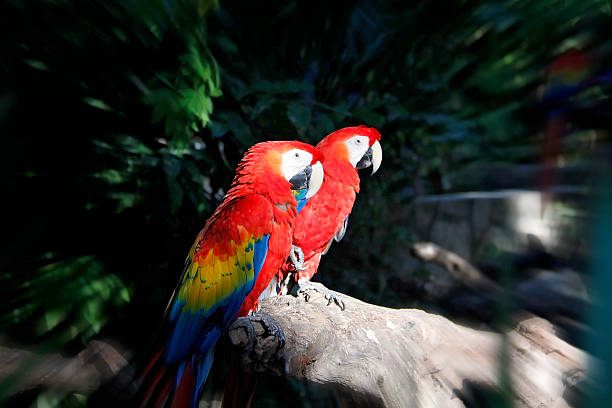 istock Colorful couple macaws sitting on log 469276254