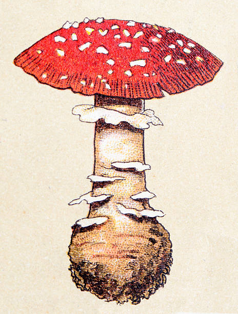 ilustrações, clipart, desenhos animados e ícones de cogumelos e cogumelos: agárico amanita muscaria (com mosca ou voe amanita) - mushroom edible mushroom red botany