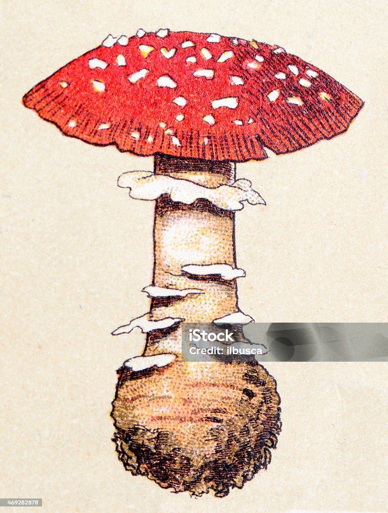 Mushrooms and fungi: Amanita muscaria (fly agaric or fly amanita) Fly Agaric Mushroom stock illustration