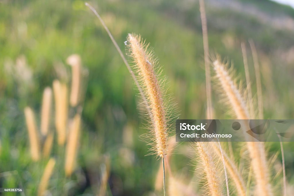grass flower grass flower in the morning 2015 Stock Photo