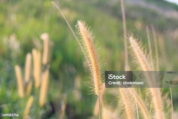 Grass Flower Stock Photo - Download Image Now - 2015, Beauty, Beauty In Nature