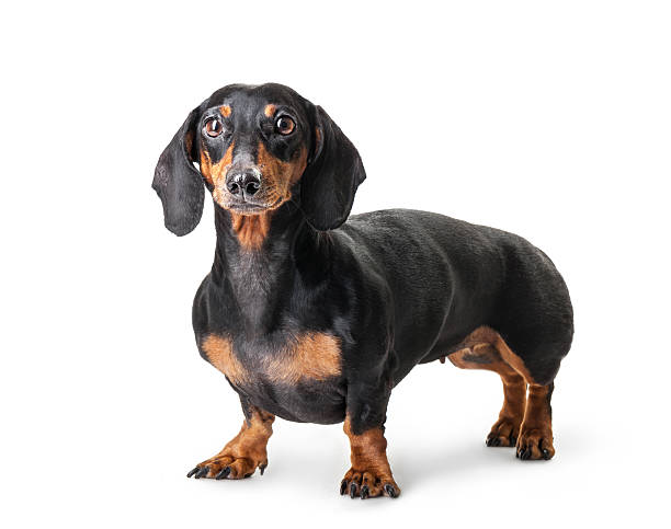 istock Close-up of Dachshund isolated on white background 469283930