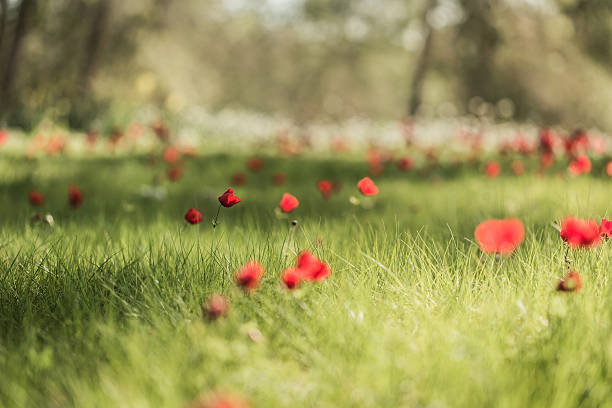 istock field red poppies blooming 469283980