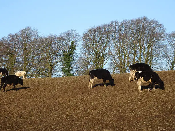 Photo showing a field filled with young calves of black and white Holstein Friesian cows.  The cattle are shown standing in a muddy field on a sunny day in the winter, where they are eating the remaining traces of grass that are emerging from the soil.