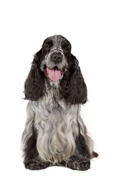 istock isolated portrait of english cocker spaniel 469289450