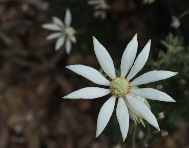 istock Australian white native flannel flower 469290208