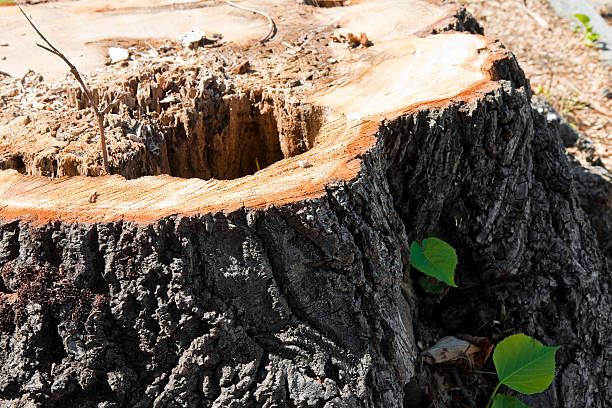 istock Detail of tree stump from recently cut tree. 469290298