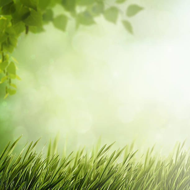 istock summer natural backgrounds for your design 469291486