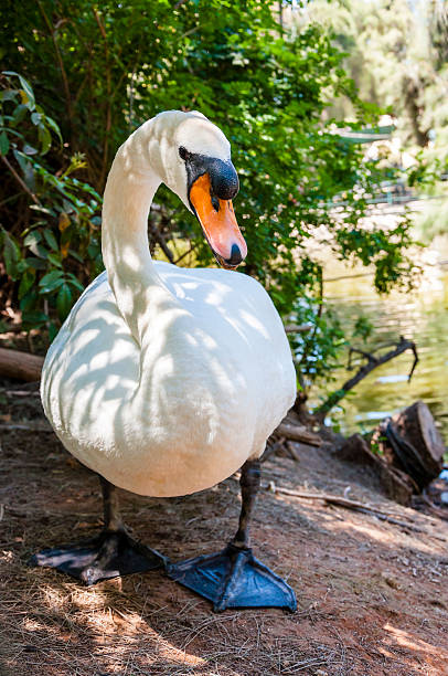 istock White swan on the ground 469291570