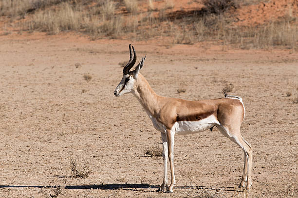 istock Springbok Antidorcas marsupialis in Kgalagadi 469294026