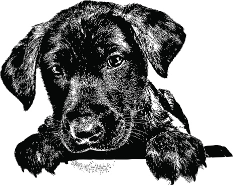 Engraving illustration of a Labrador Retriever puppy