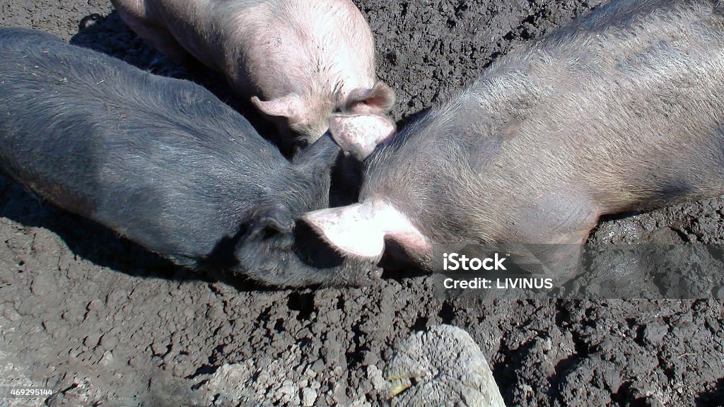 Pig grazing Three Big Pigs Grazing 2015 Stock Photo