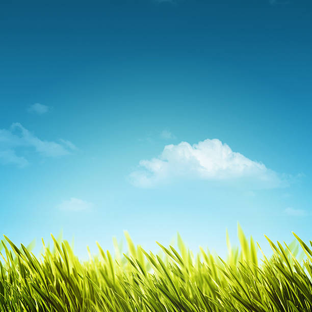 istock Abstract natural backgrounds with summer foliage and bright sunl 469295398