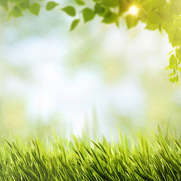 istock Abstract natural backgrounds with summer foliage and bright sunl 469295402