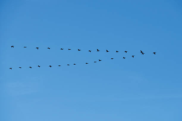 istock Flock of Goose Flying 469297690