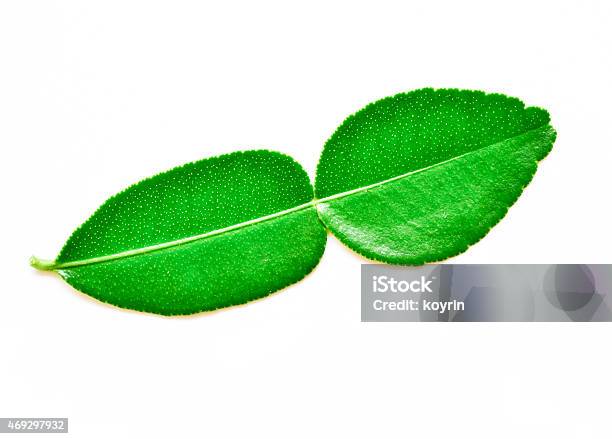 Bergamot Leaves Stock Photo - Download Image Now - 2015, Aromatherapy, Asia