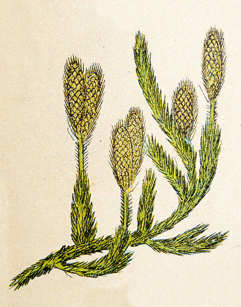 illustrations, cliparts, dessins animés et icônes de lycopodium clavatum (wolf s-pied clubmoss, la corne de cerf clubmoss), plantes antiquités illustration - clubmoss