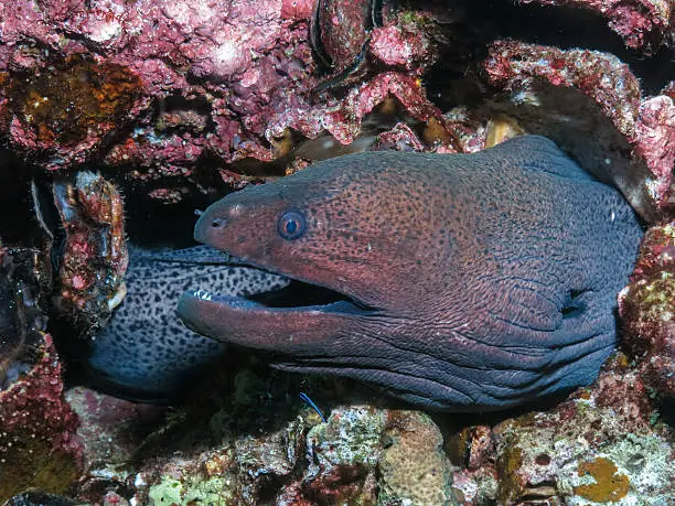 a giant moray eel with the mouth open, tail in the background, nestled in the reef