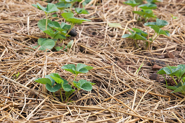 istock Strawberry in plant 469298896