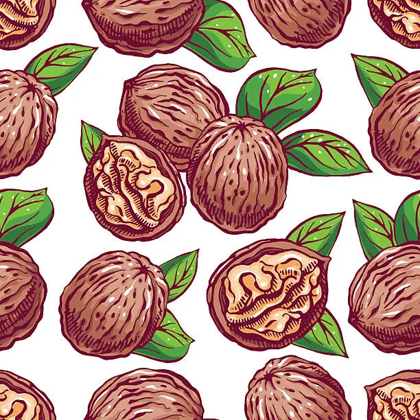 Vector illustration of seamless background with walnuts - 2