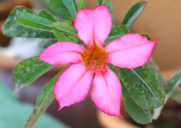 istock Pink Desert Rose or Impala Lily or Mock Azalea flower 469302320
