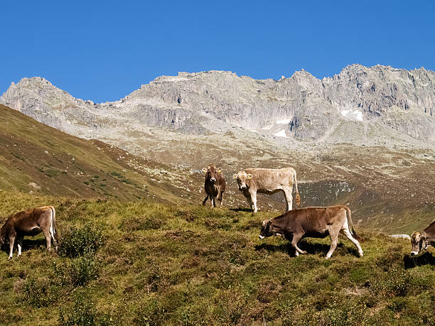 istock Swiss Alps, Cow on the Mountains view 469303110