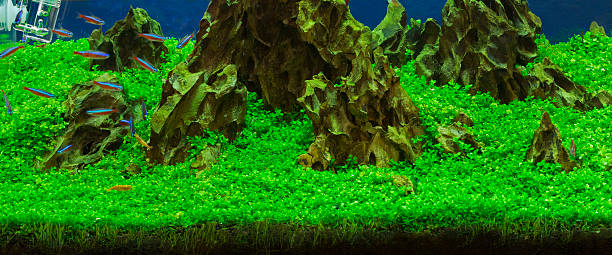 istock green beautiful planted tropical freshwater aquarium 469305400