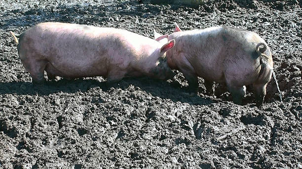 Piglets Snorting 320+ Snorting Pig Stock Photos, Pictures & Royalty-Free Images - iStock