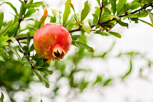Branch with ripe pomegranate close up