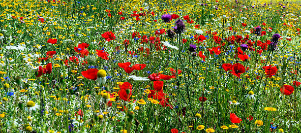 istock Piano Grande di Castelluccio (Italy) 469306376