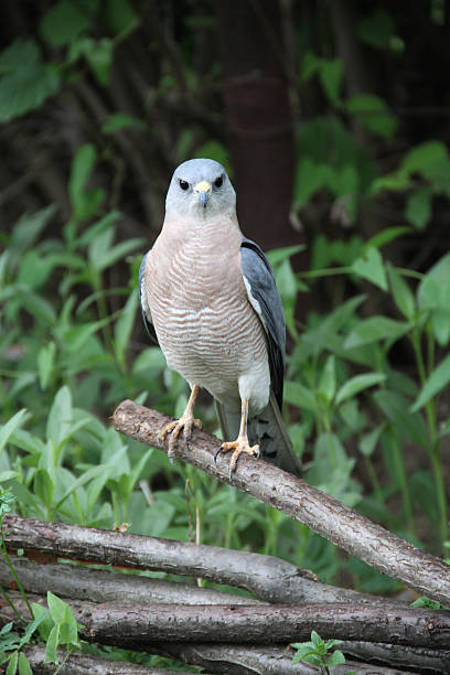 istock Steppe Falcon on a dead branch 469309654