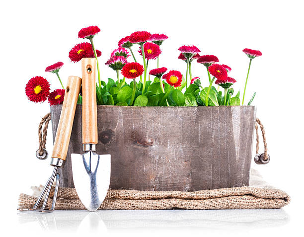istock Spring flowers in wooden basket with garden tools 469310380