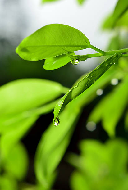 istock Drop of water falling from green leaf 469312084