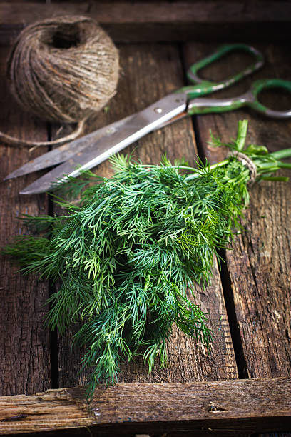 istock bunch of dill  on old wooden background 469312146