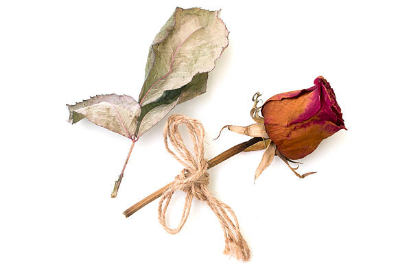 istock dry rose and petal isolated on a white background 469314280