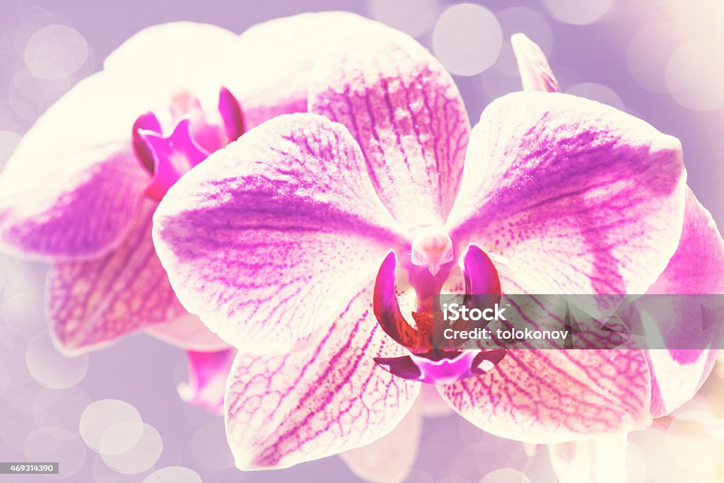 Beauty spring backgrounds with pink orchid, fine art simulation Beauty spring backgrounds with pink orchid, fine art simulation from real photo 2015 Stock Photo