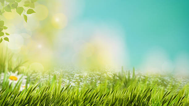 istock Natural backgrounds with green foliage under bright summer sun 469314426