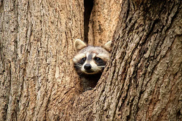 Photo of Raccoon Peek