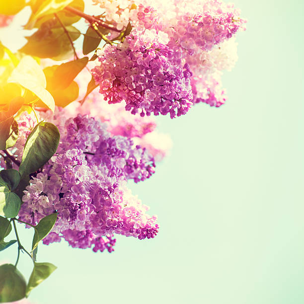 istock Lilac flowers under bright summer sun, seasonal backgrounds 469314958