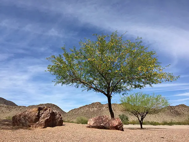 Flowering Mesquite trees in Arizona mountain desert backyard in spring time