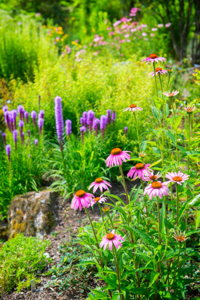 istock Cone flowers in a sunny hill 469316070