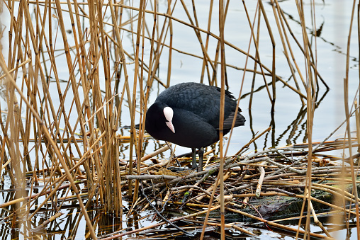 Coot sits on a nest in the reeds