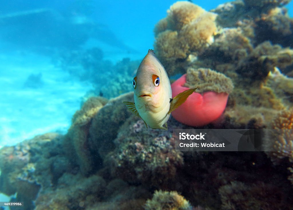 Fish with sea anemone and coral in the background. Fish with a sea anemone behind him in the South Pacific. French Polynesian area. 2015 Stock Photo