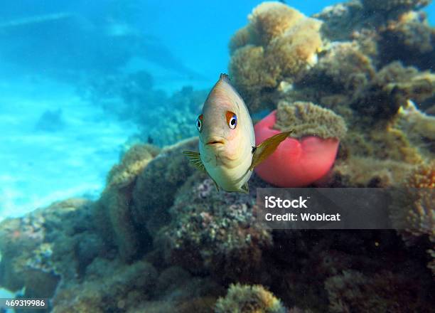 Fish With Sea Anemone And Coral In The Background Stock Photo - Download Image Now - 2015, Coral - Cnidarian, French Overseas Territory